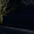 Baum bei Nacht
